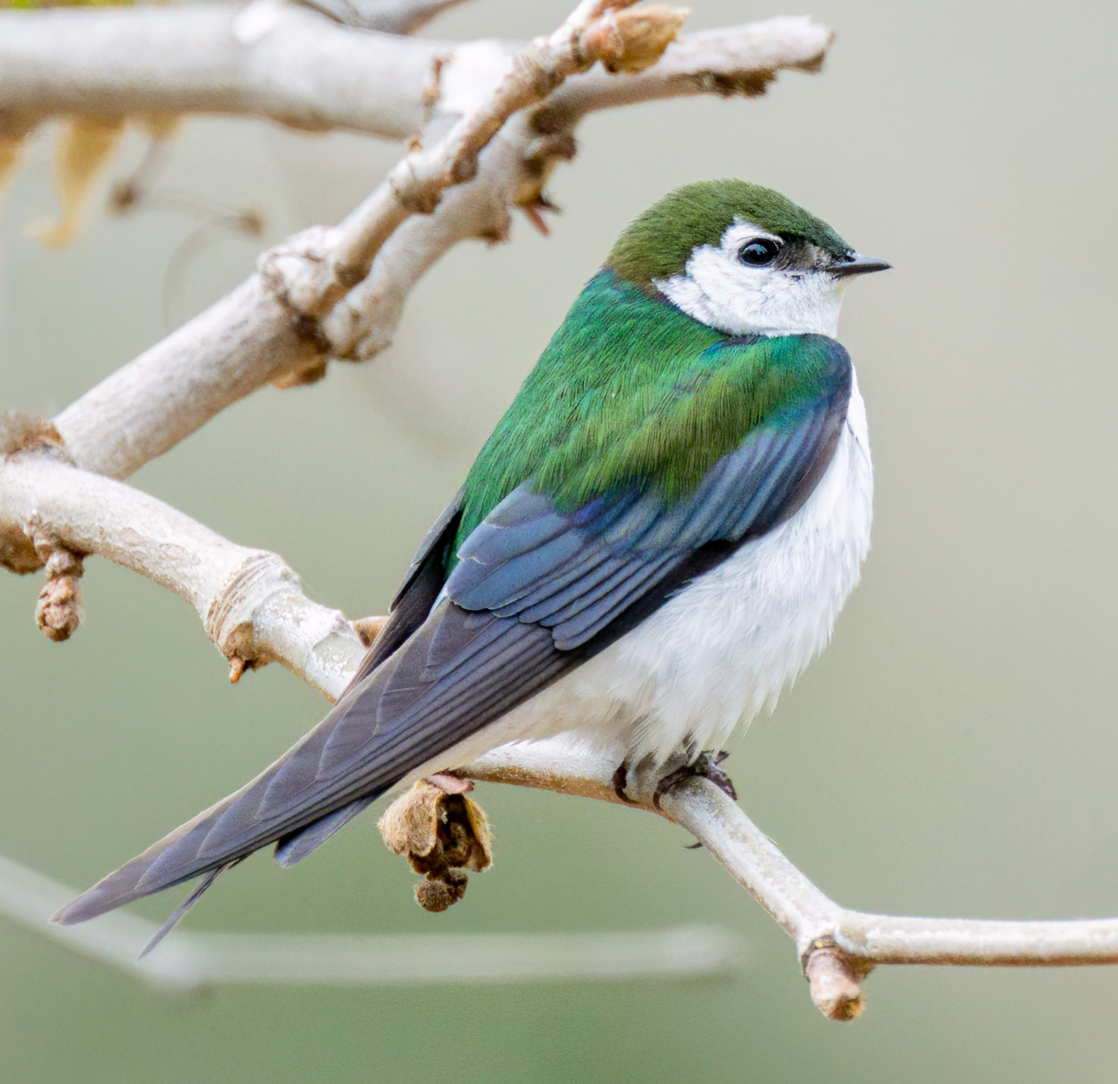 image Violet-green Swallow